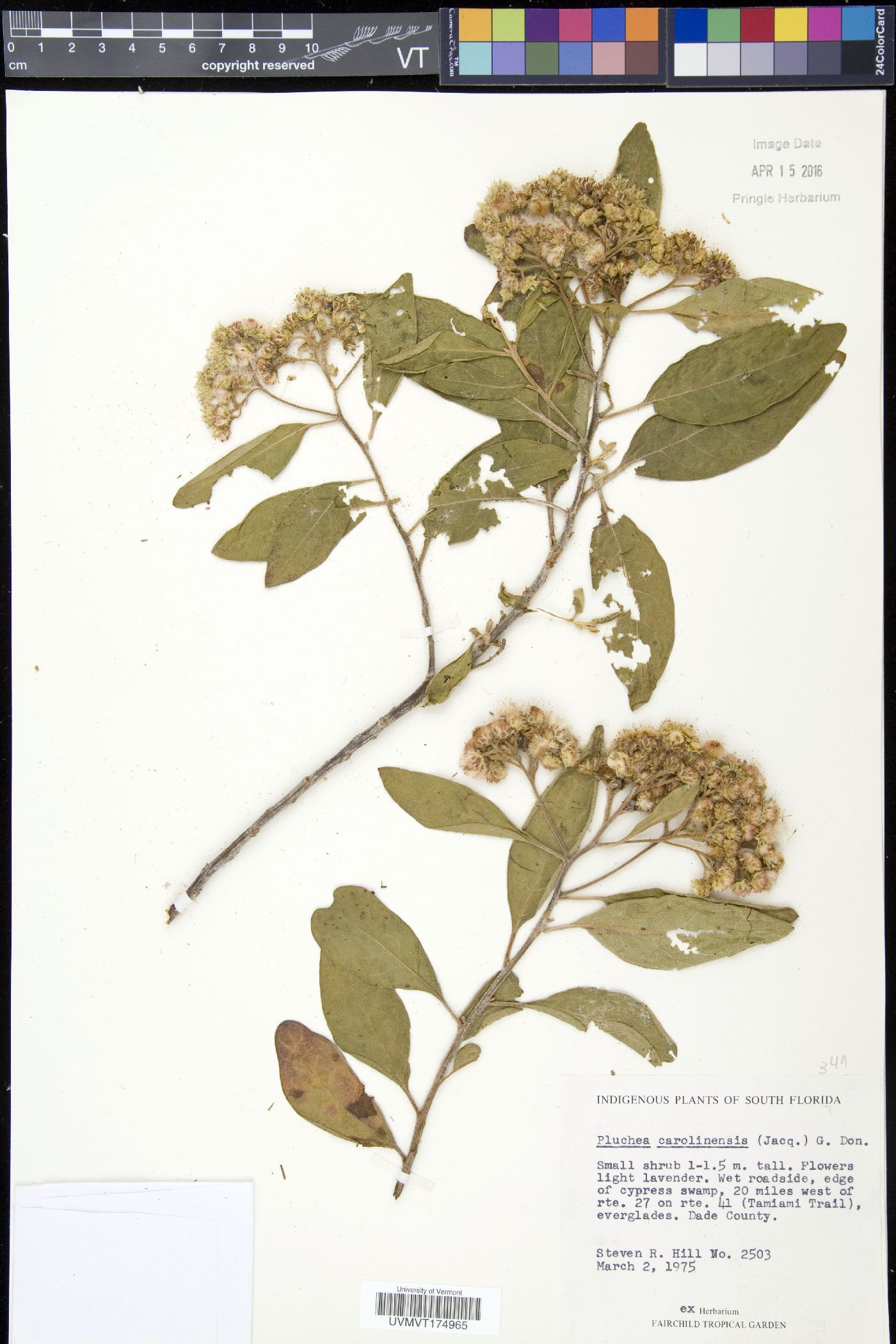 Pluchea carolinensis image