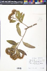 Pluchea carolinensis image