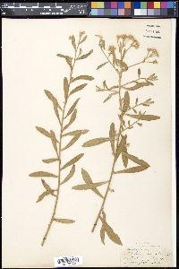 Pluchea lanceolata image
