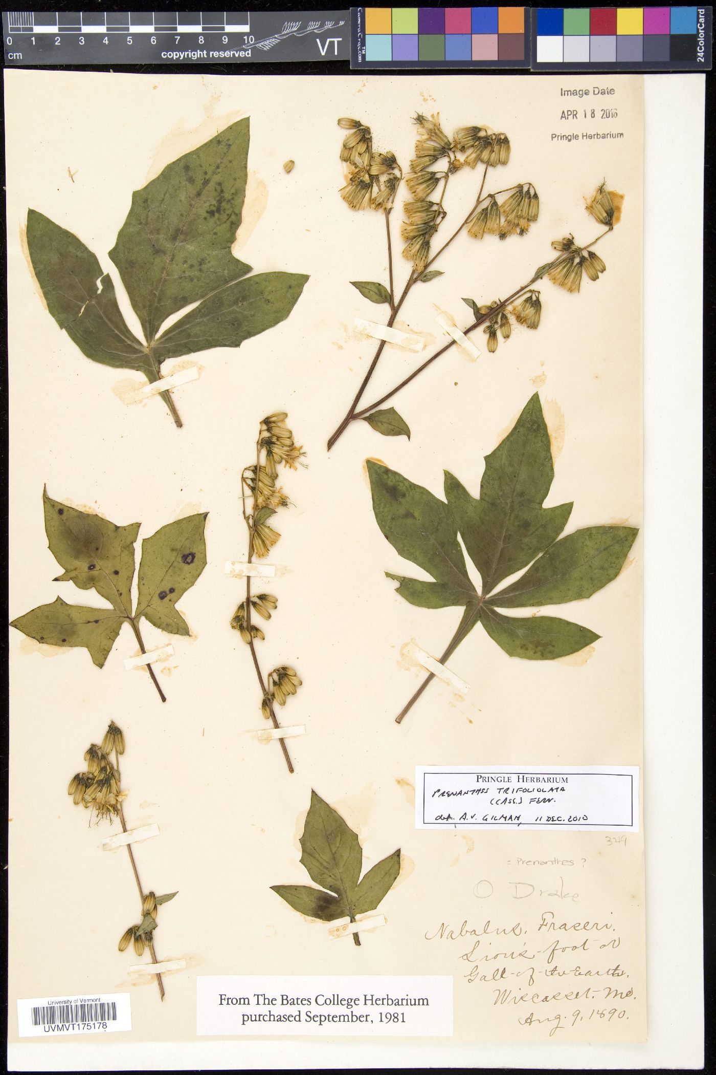 Prenanthes image