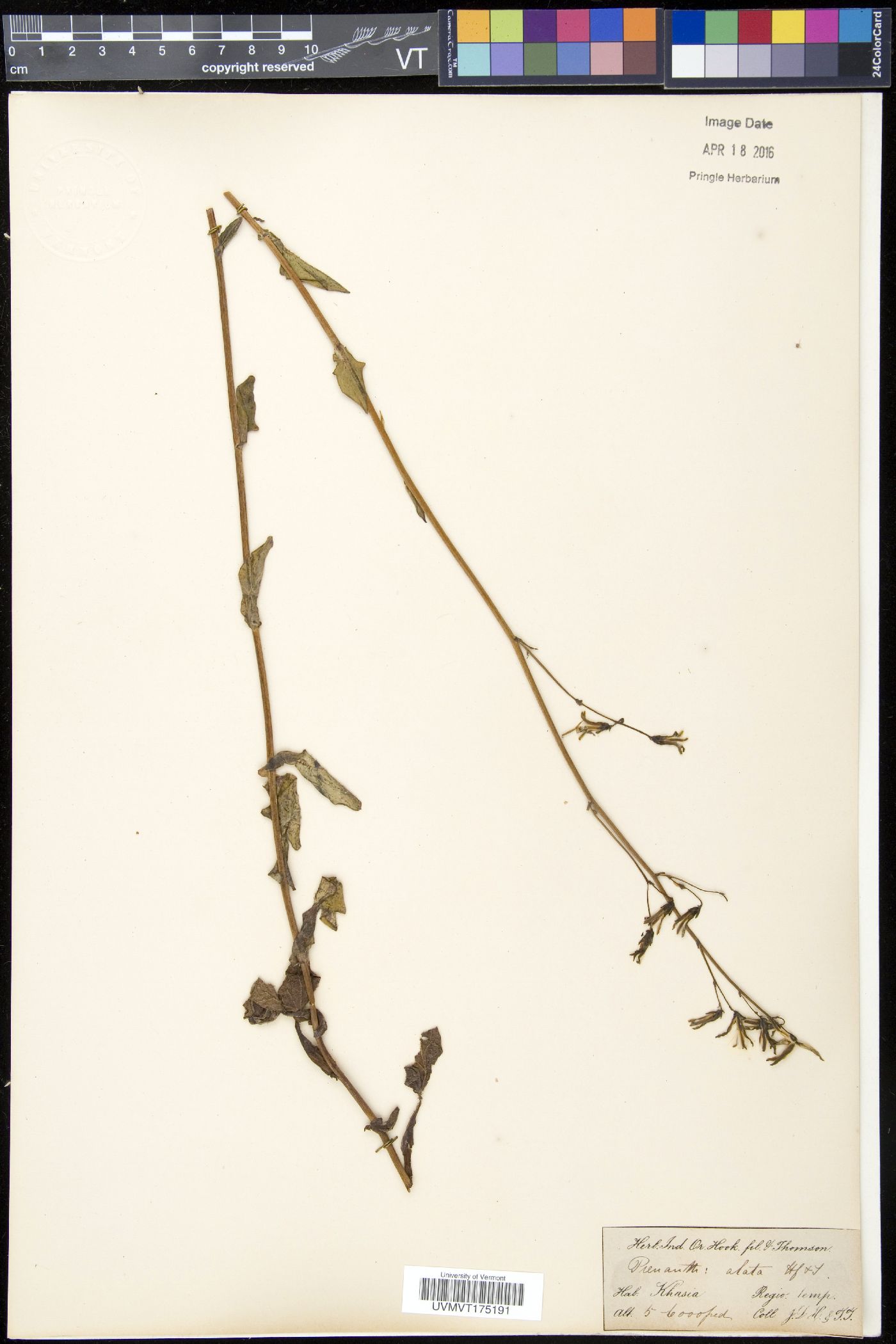 Nabalus alatus image