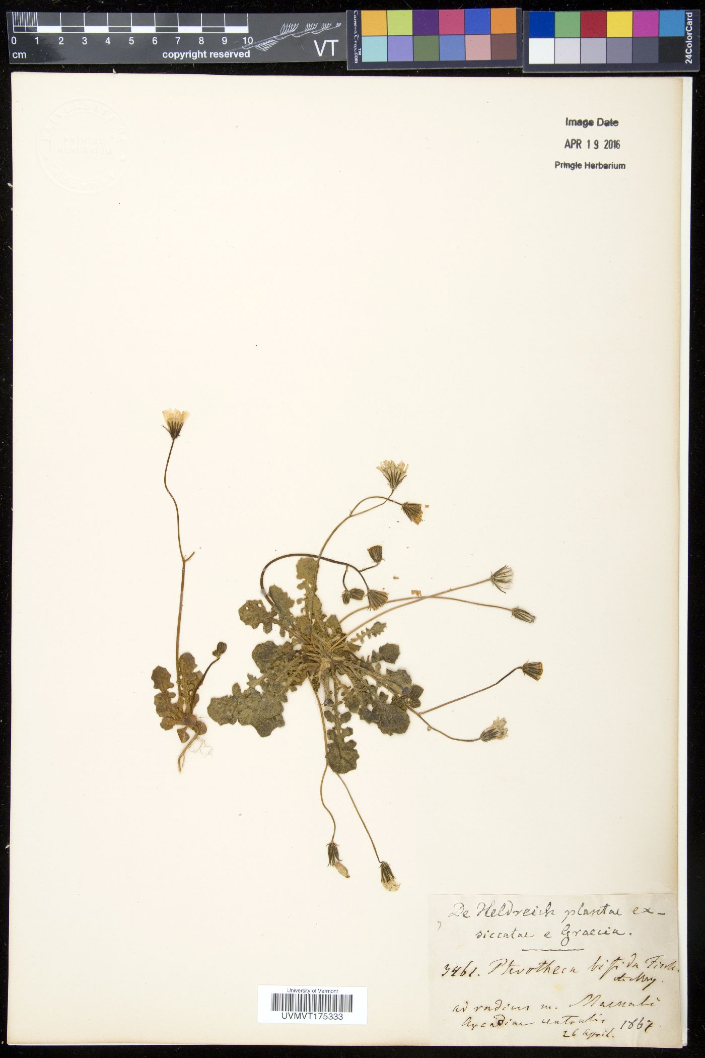 Pterotheca image