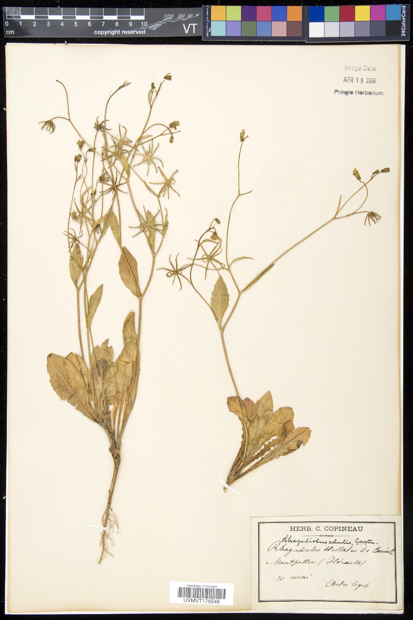 Rhagadiolus image