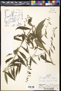 Rhynchospermum verticillatum image