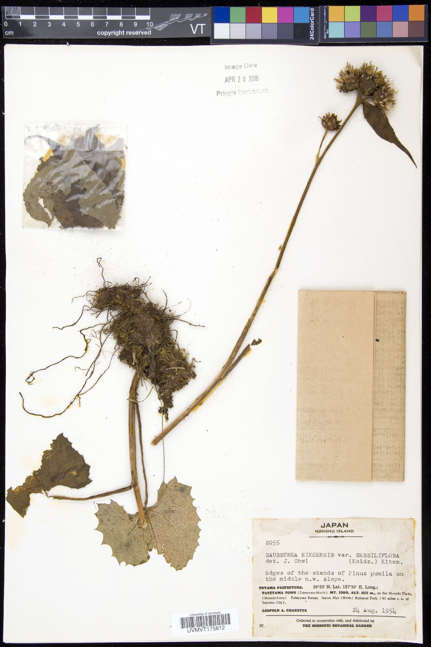 Saussurea sessiliflora image