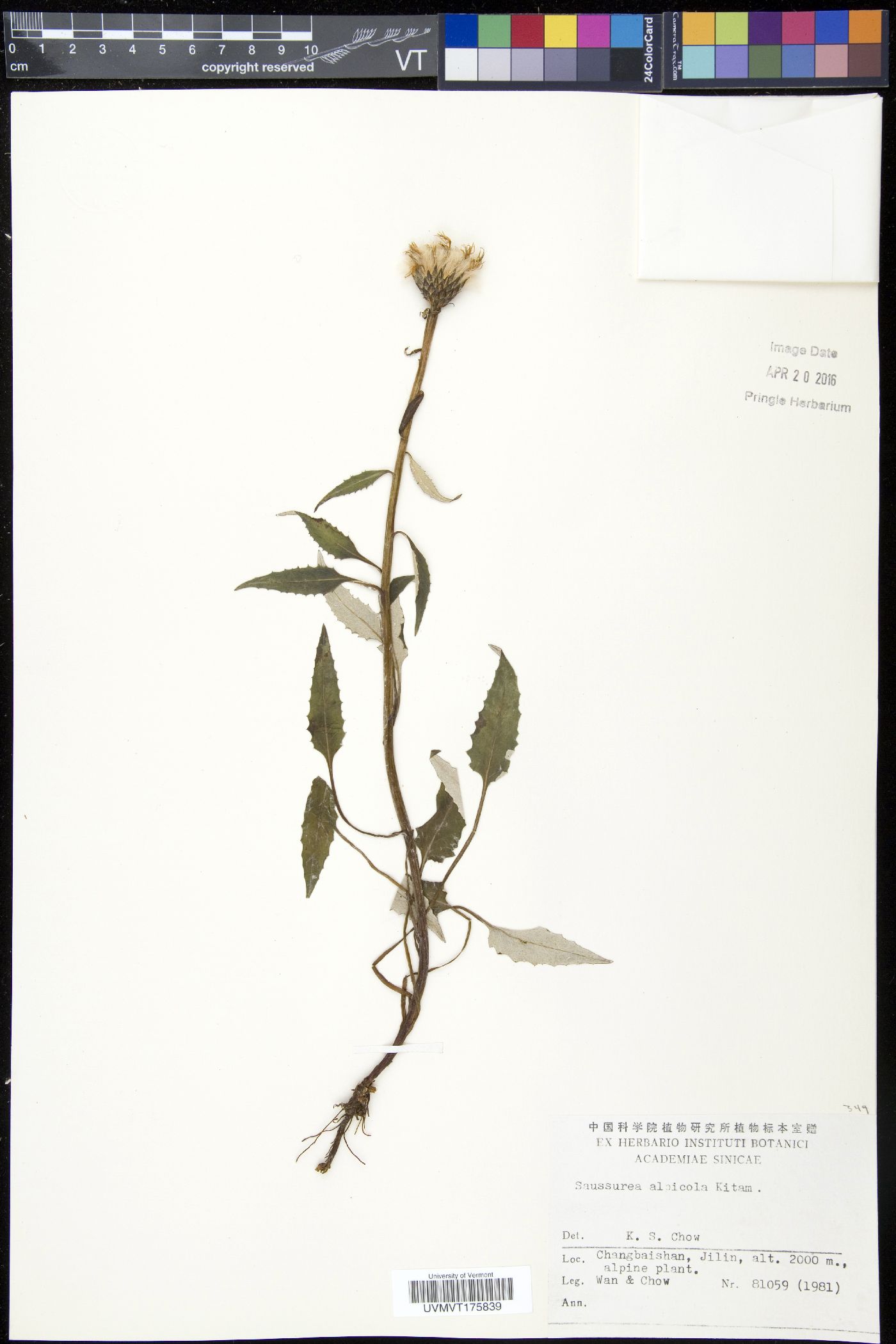 Saussurea tomentosa image