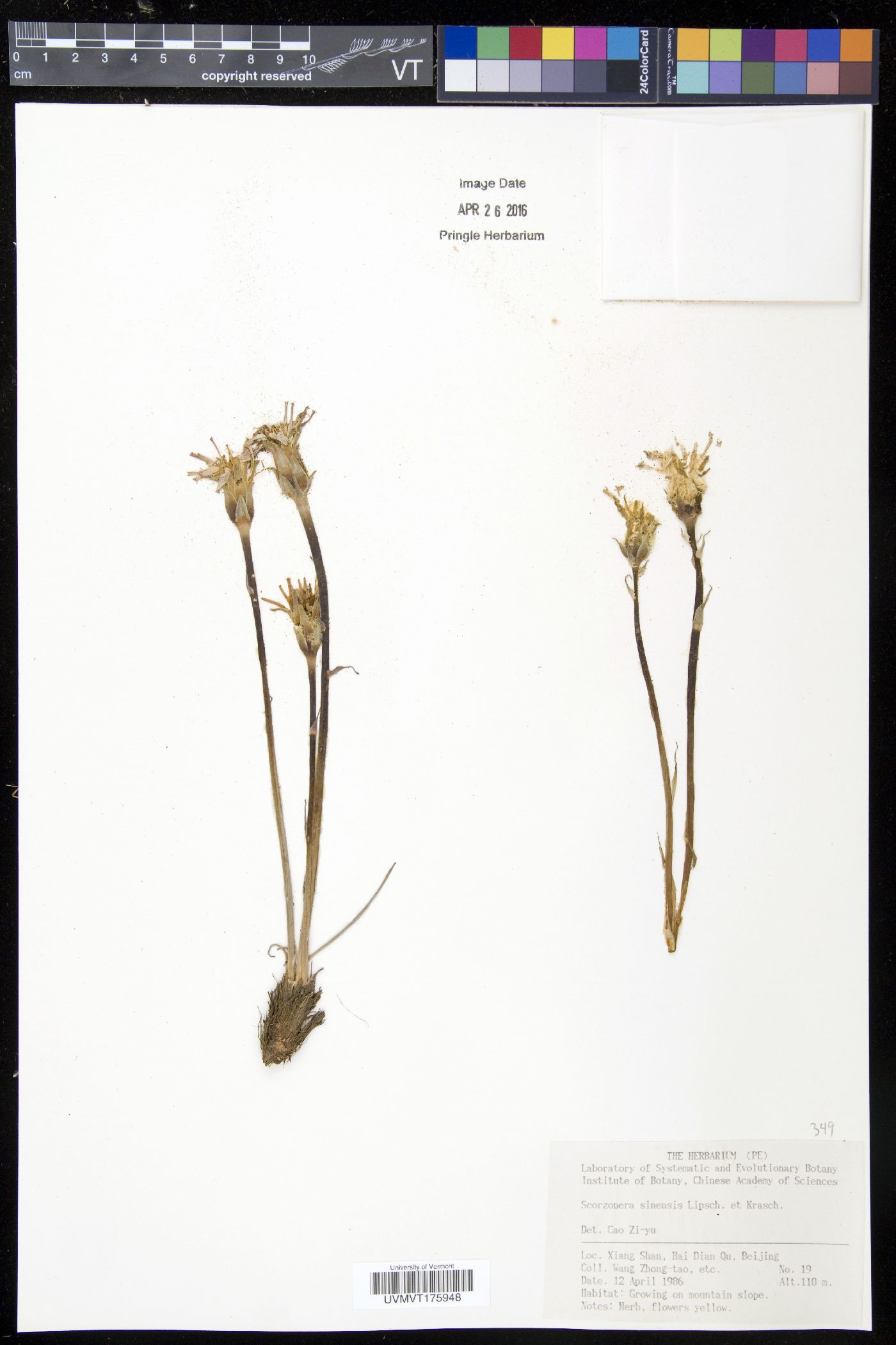 Scorzonera sinensis image