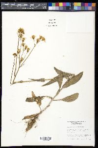 Senecio ampullaceus image