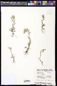 Senecio vulgaris image