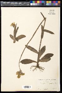 Tephroseris integrifolia image