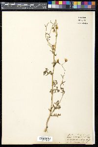 Senecio coronopifolius image