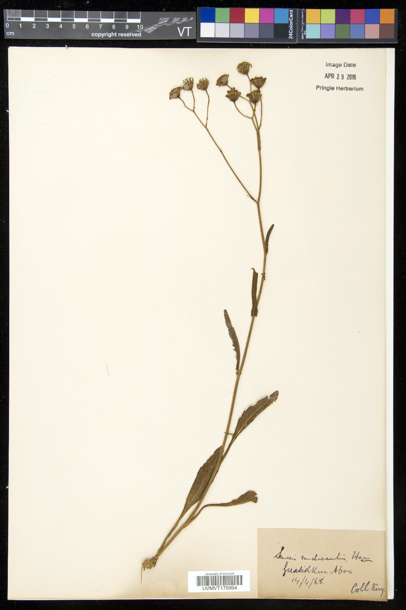 Senecio nudicaulis image