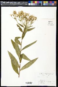 Senecio nemorensis image