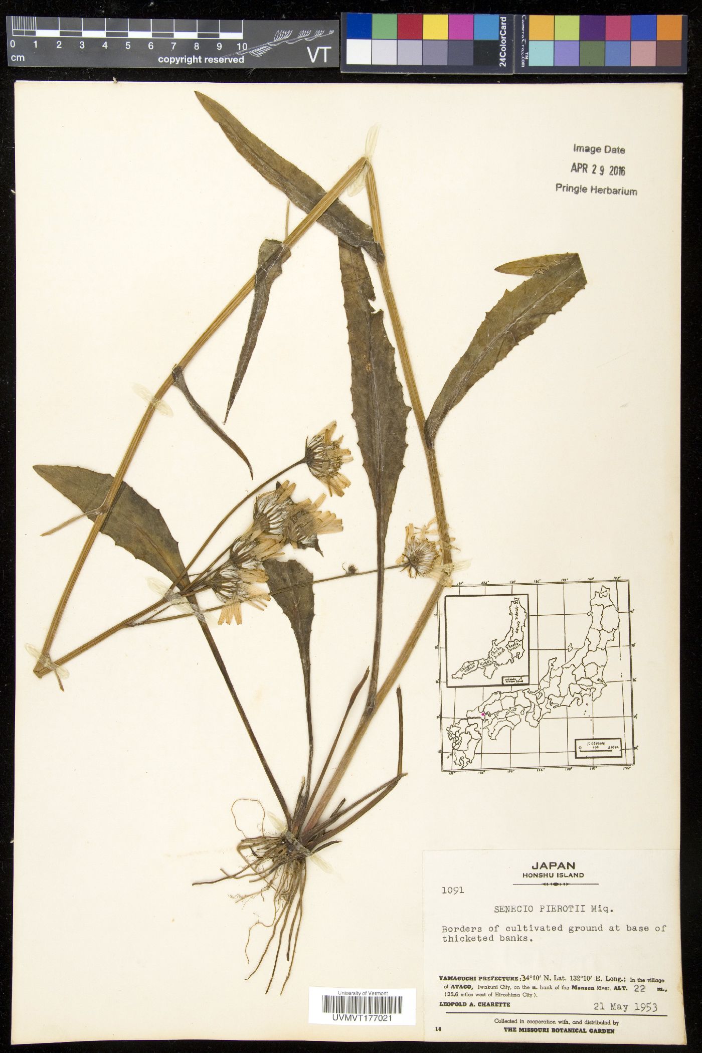 Tephroseris pierotii image