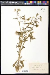 Senecio vulgaris image