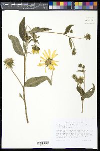 Silphium asteriscus image