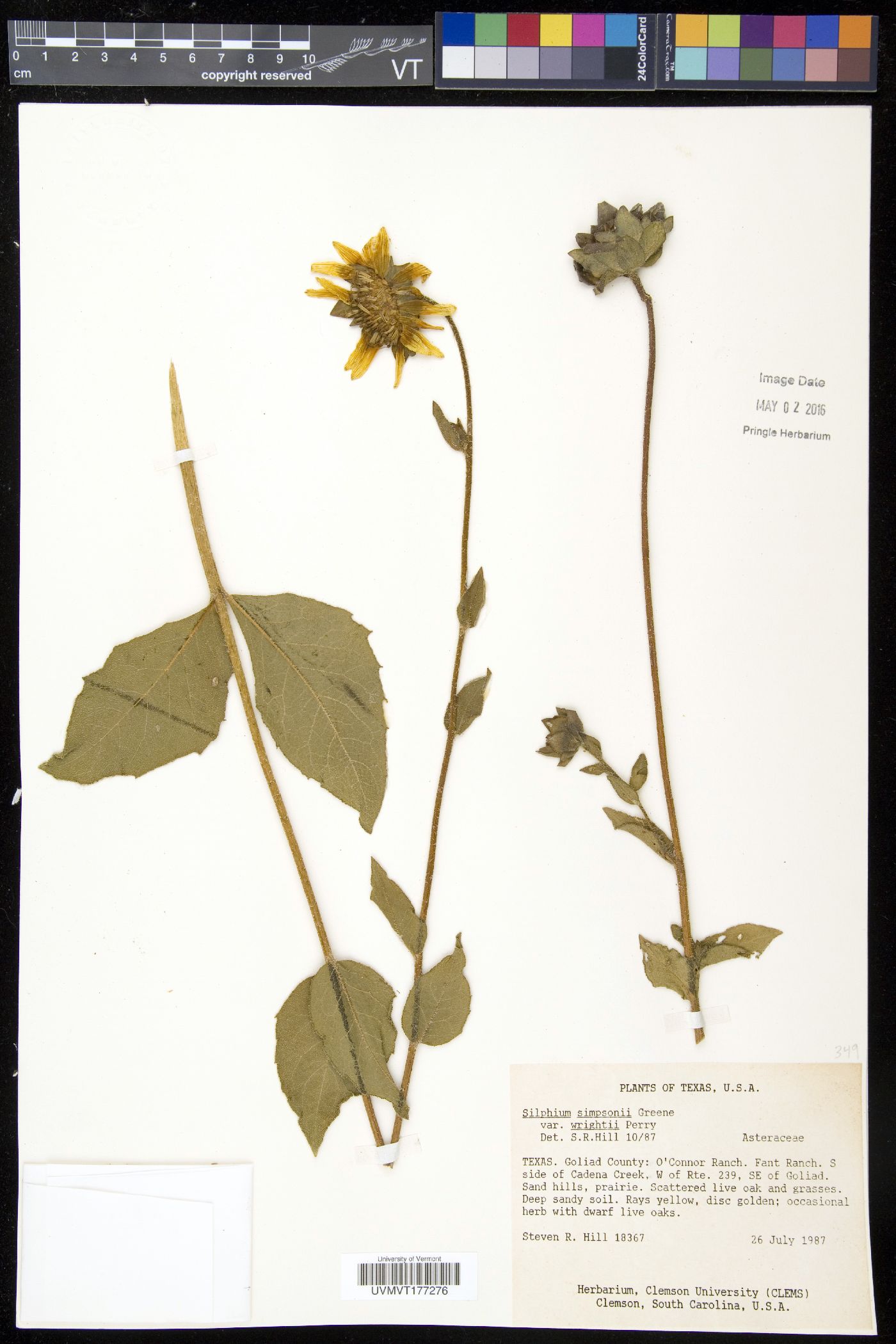 Silphium simpsonii image