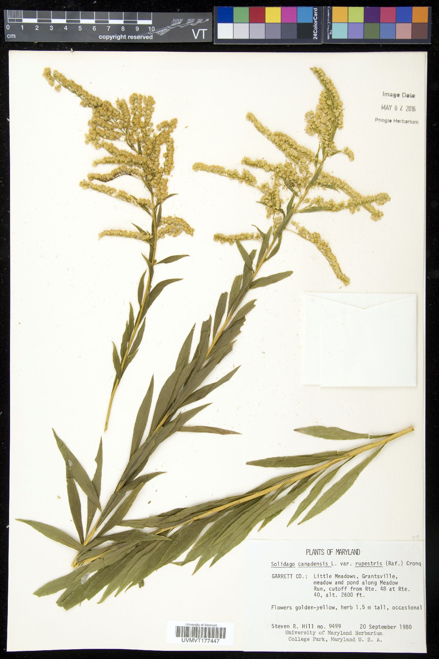 Solidago canadensis var. rupestris image