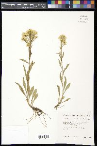 Solidago multiradiata image