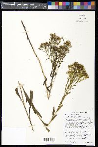 Solidago ohioensis image