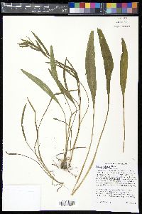 Solidago ohioensis image