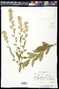 Solidago petiolaris image