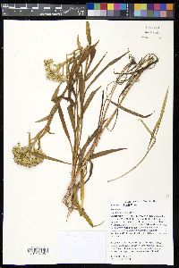 Solidago riddellii image