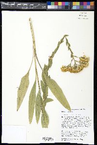 Solidago rigida image