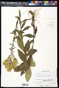 Solidago speciosa image