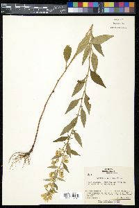 Solidago virgaurea image