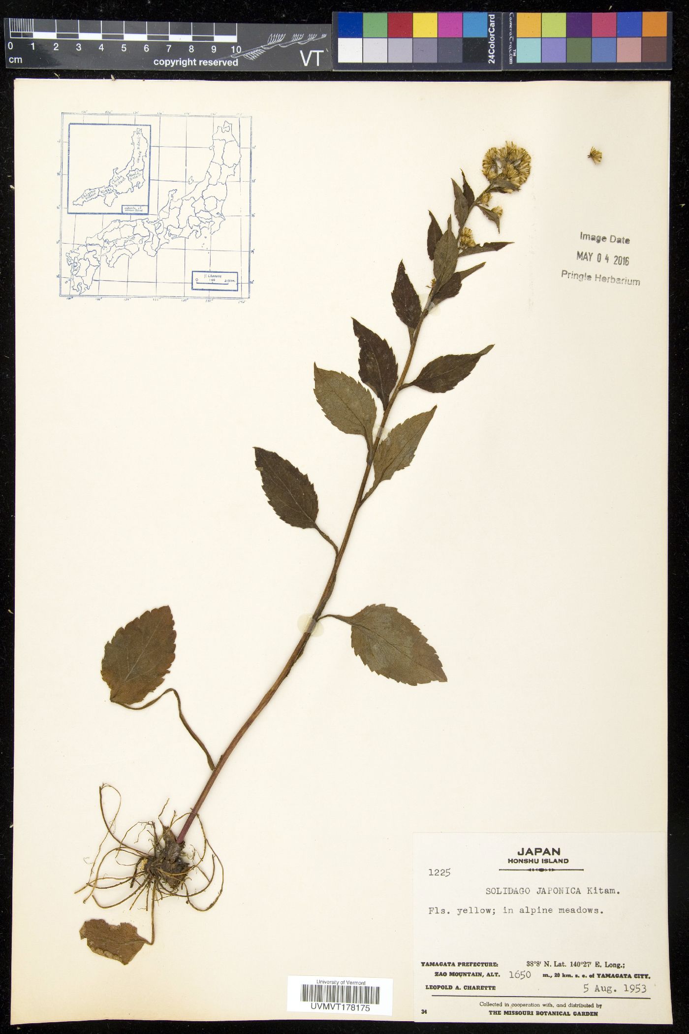 Solidago virgaurea subsp. asiatica image