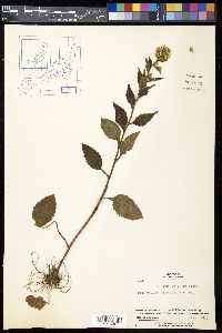 Solidago virgaurea image