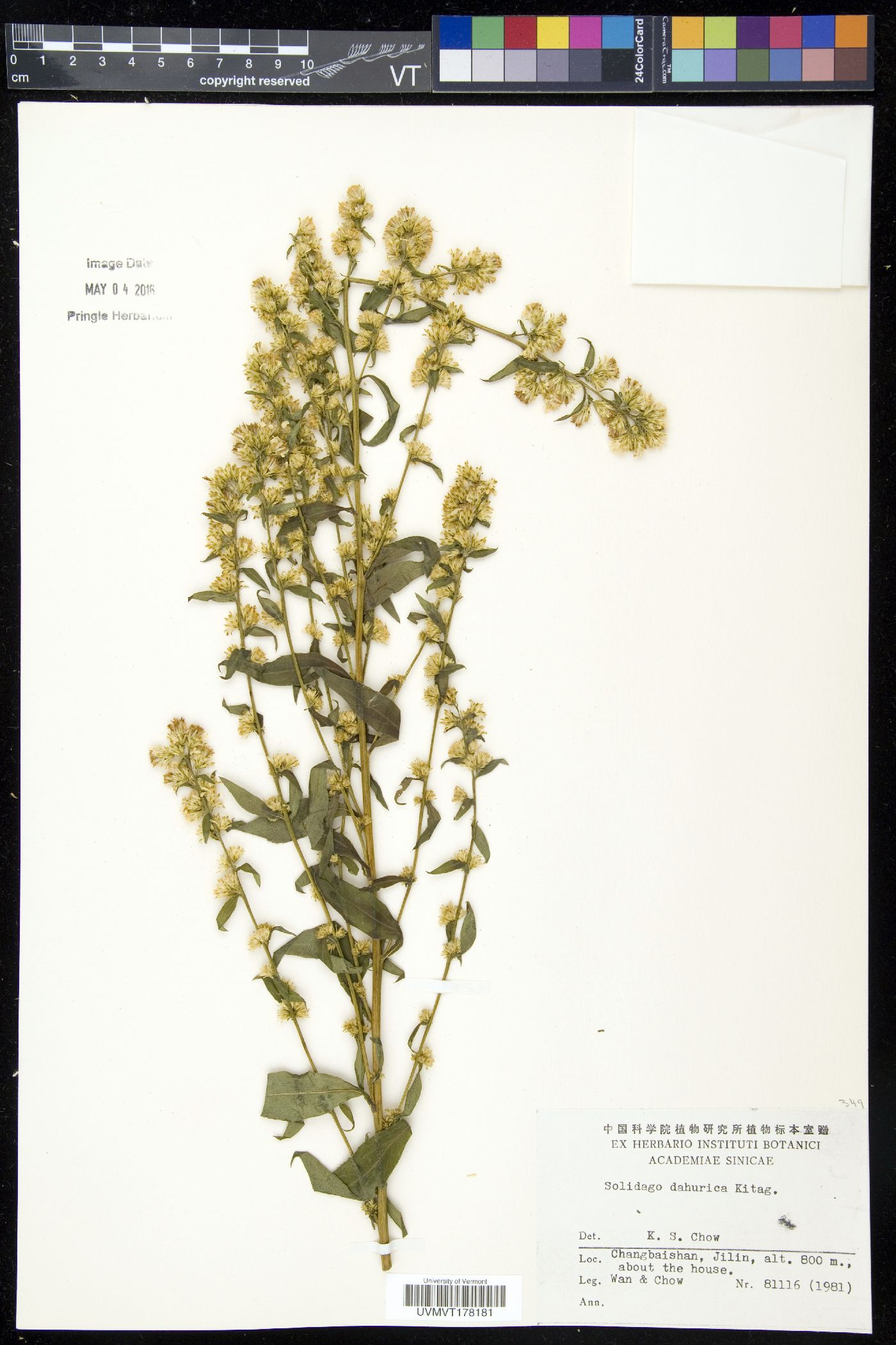 Solidago dahurica image