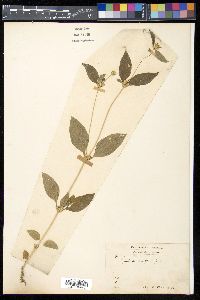 Synedrella nodiflora image
