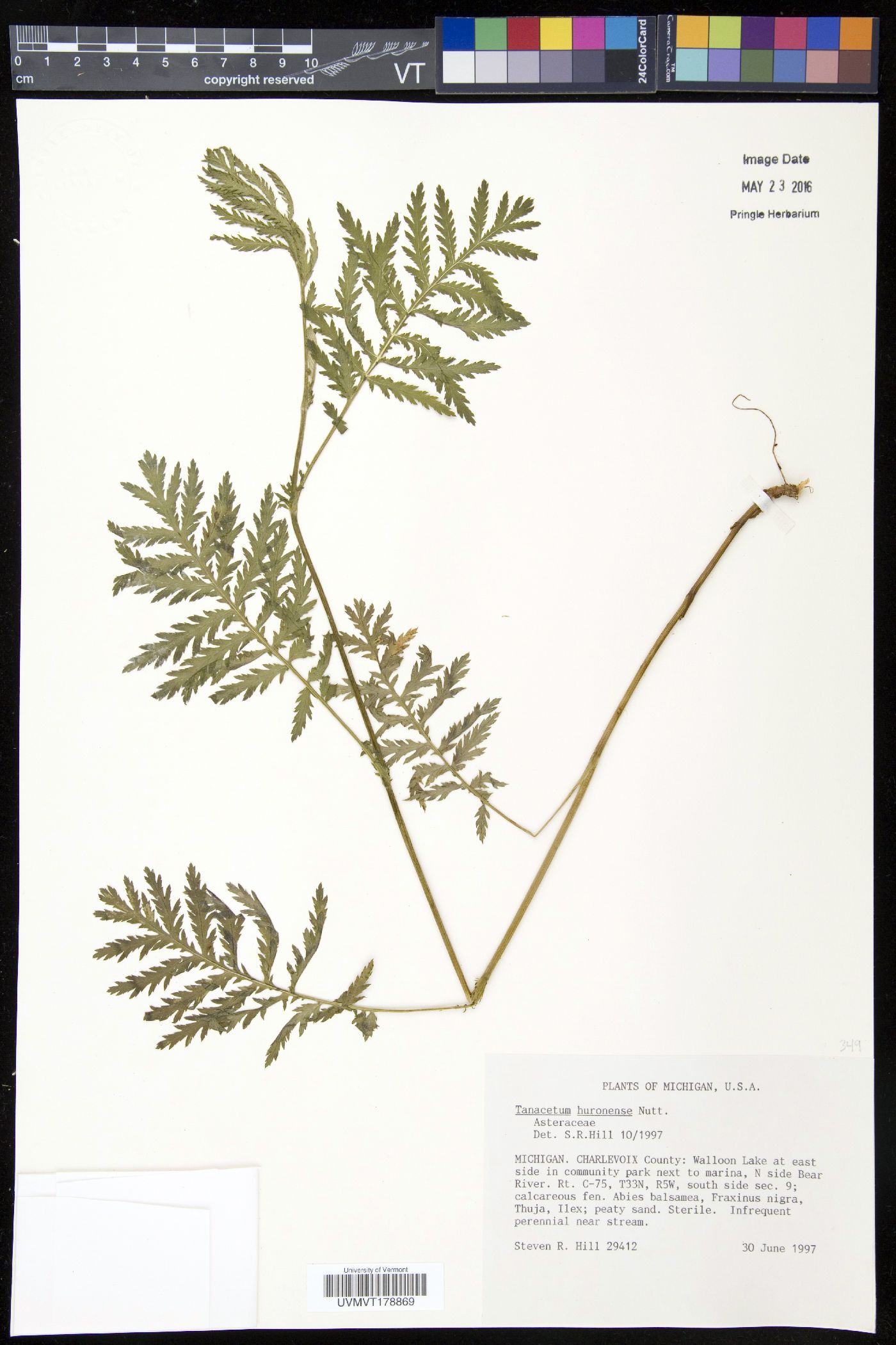 Tanacetum huronense image