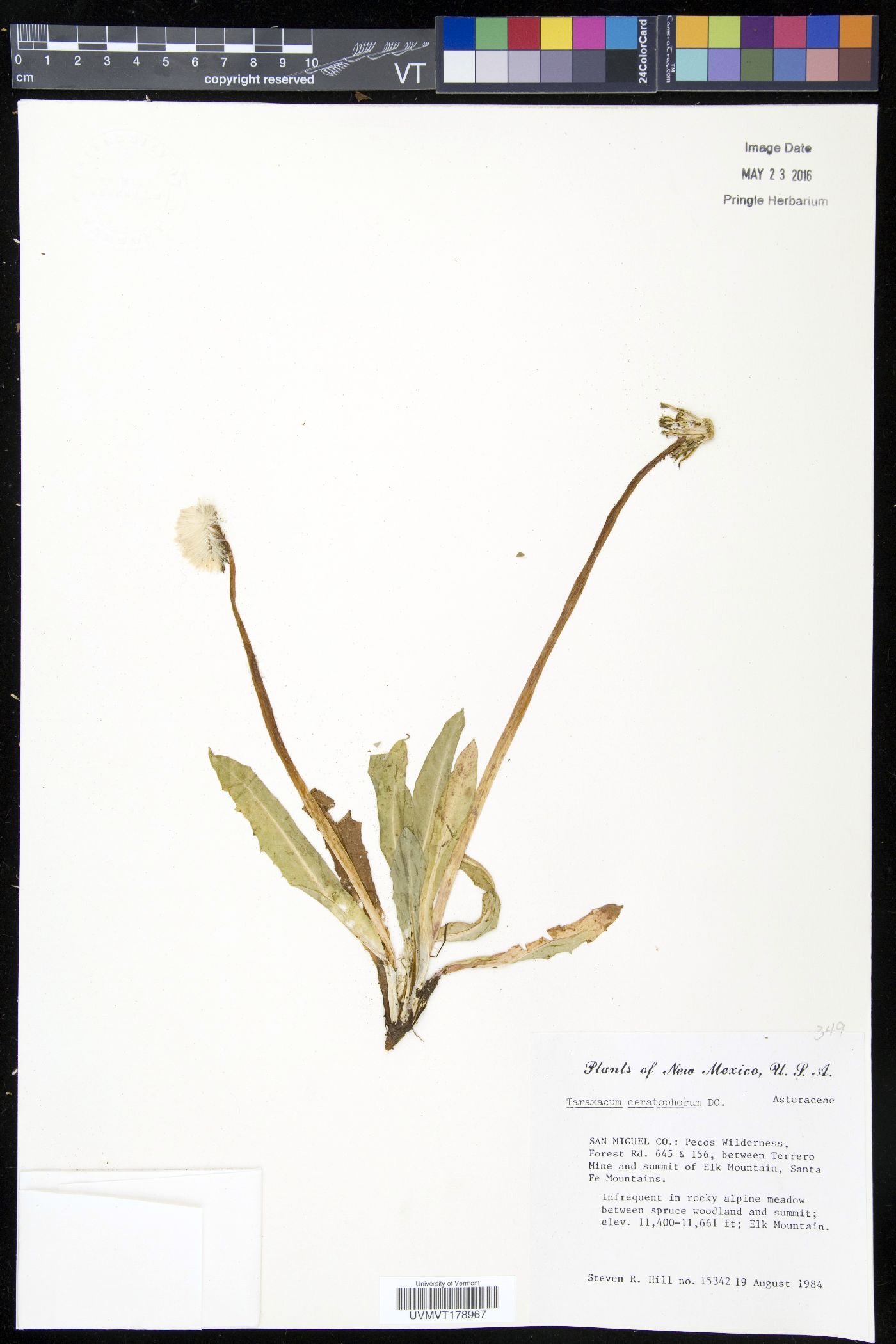 Taraxacum ceratophorum image