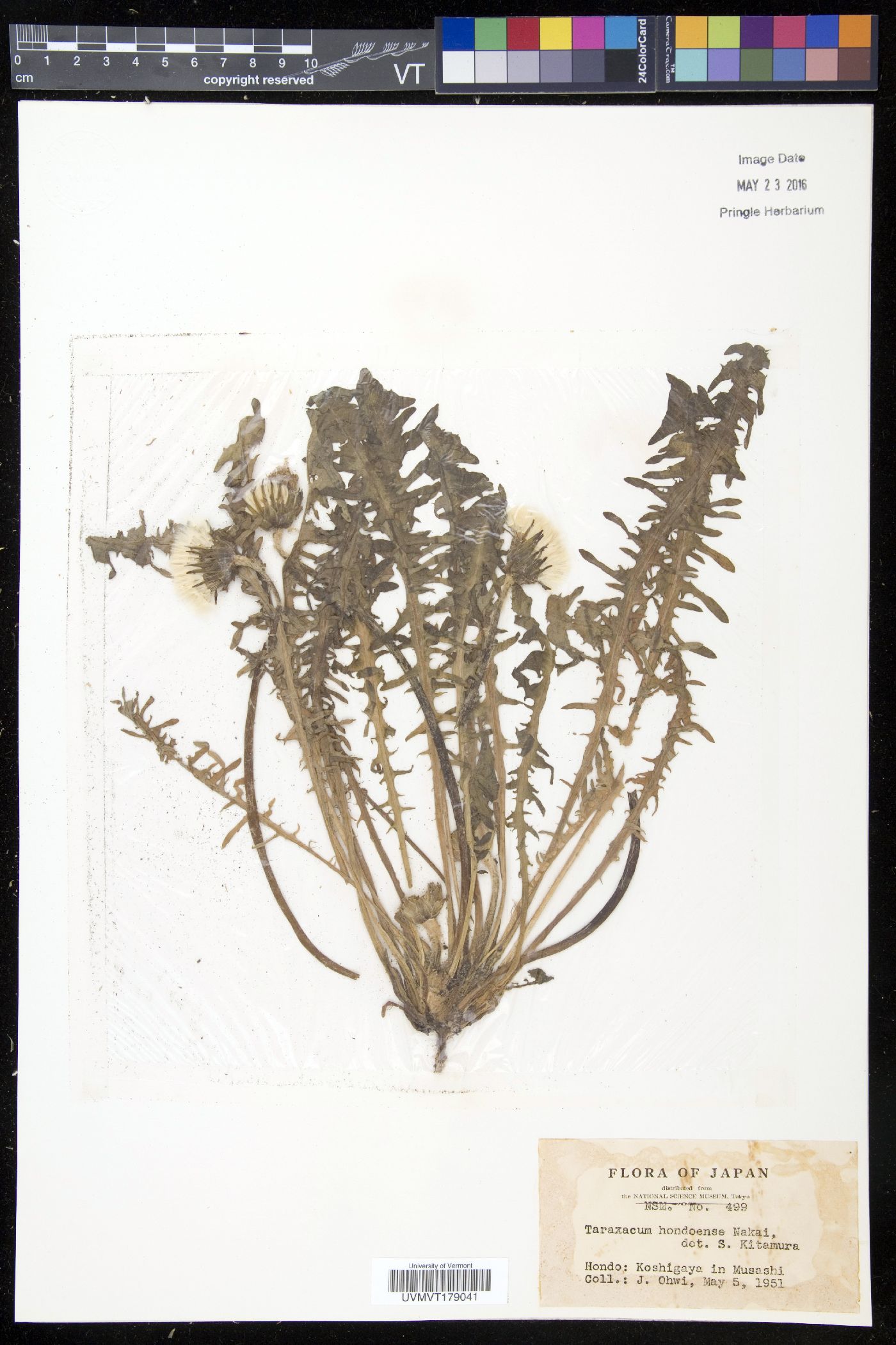 Platycarpum image