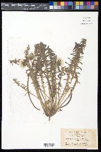 Taraxacum platycarpum subsp. hondoense image