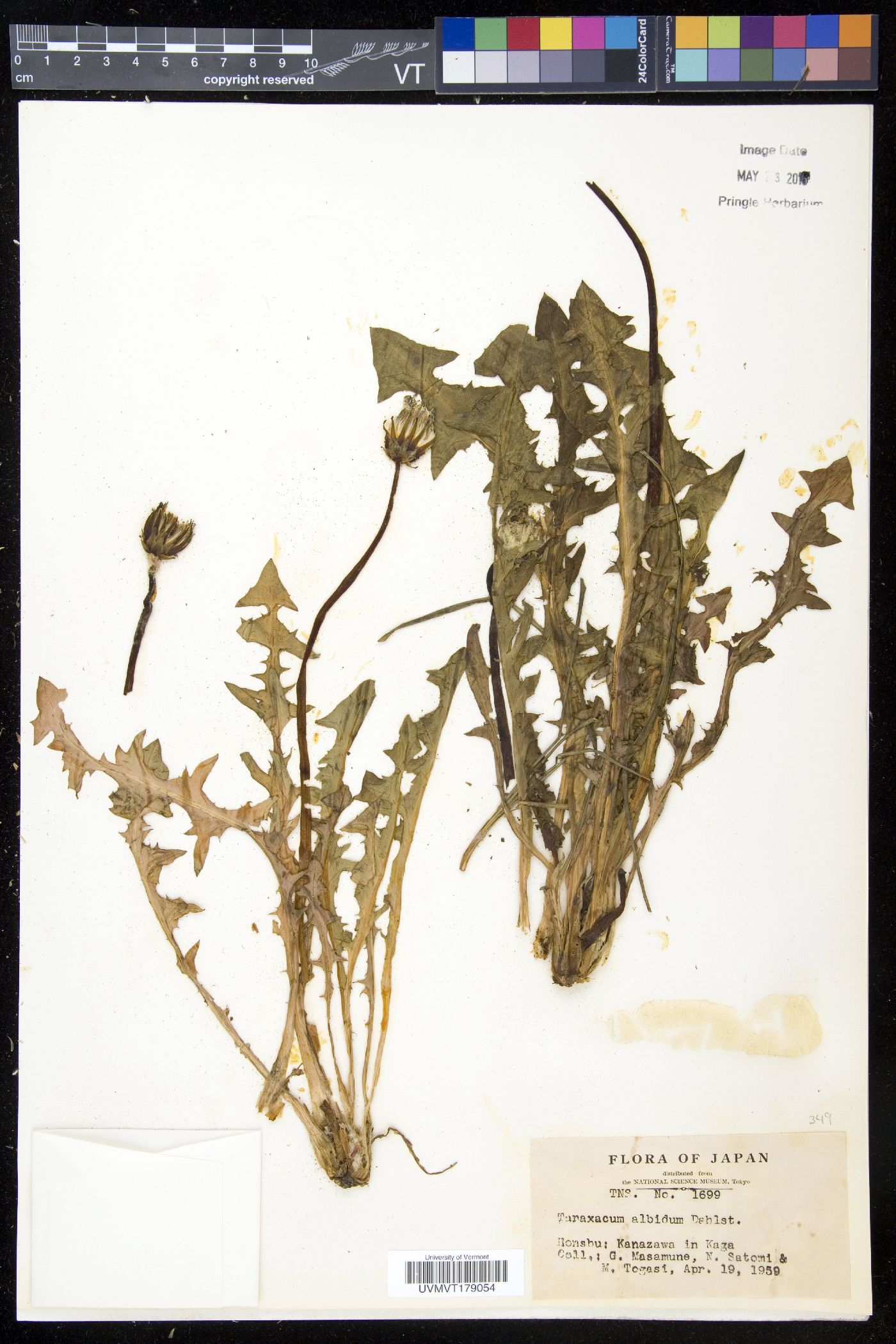 Taraxacum albidum image