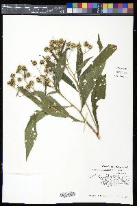 Verbesina alternifolia image