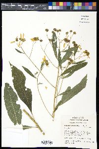 Verbesina alternifolia image