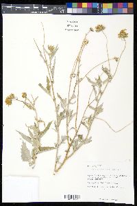Verbesina encelioides image