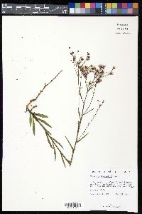 Vernonia blodgettii image