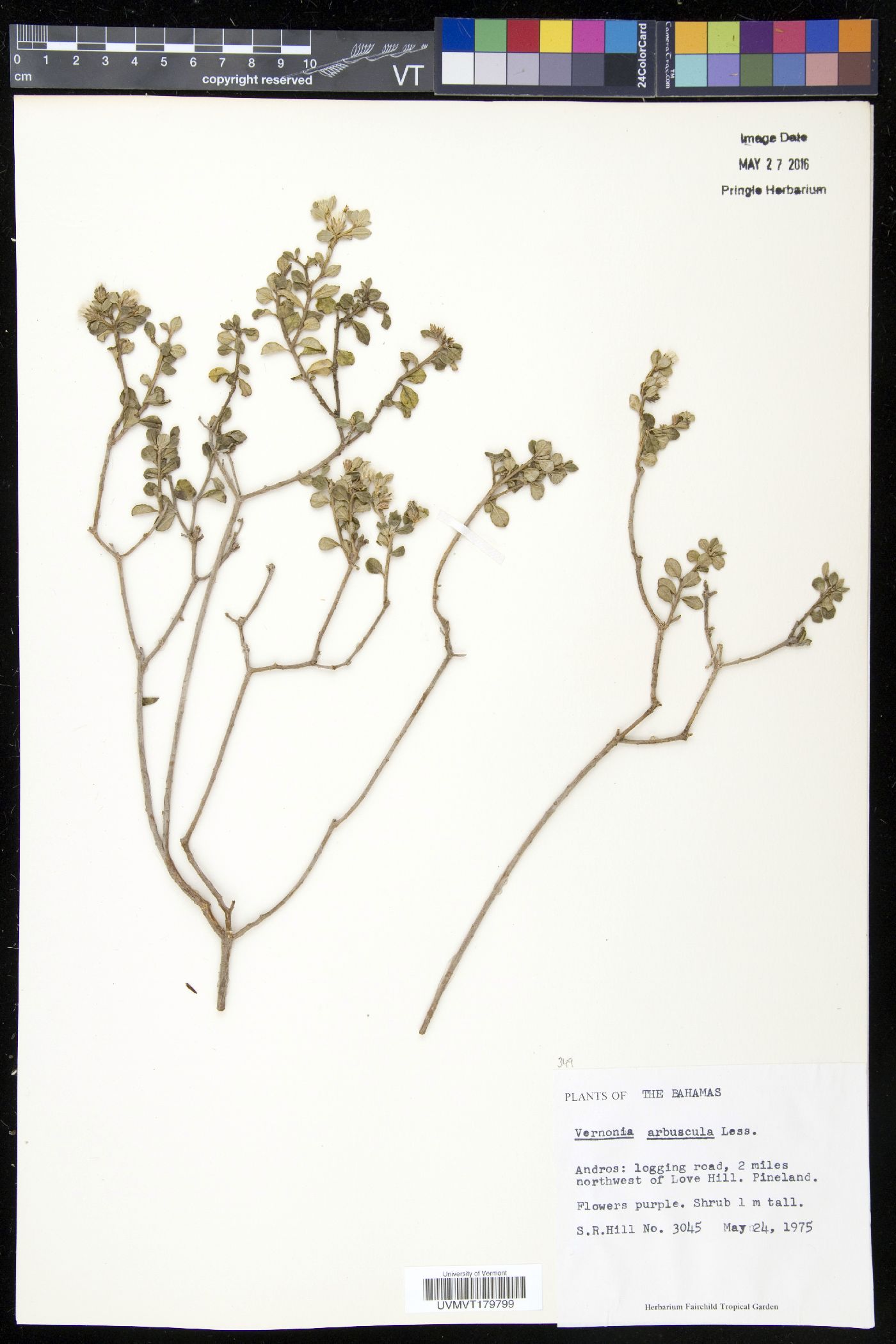 Lepidaploa arbuscula image