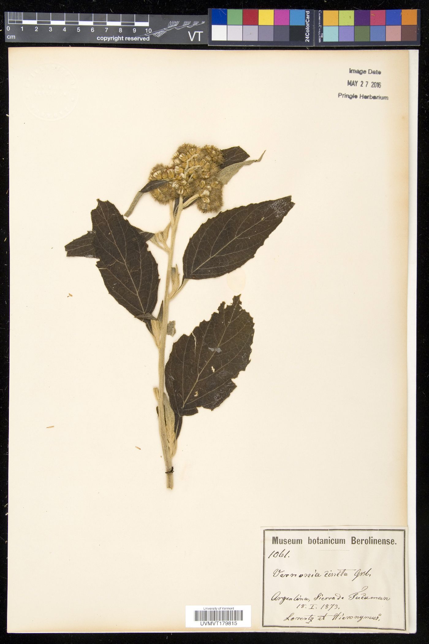 Cyrtocymura cincta image
