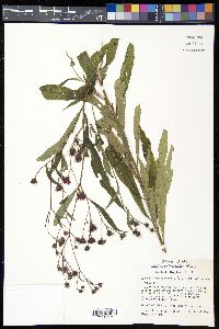 Vernonia noveboracensis image