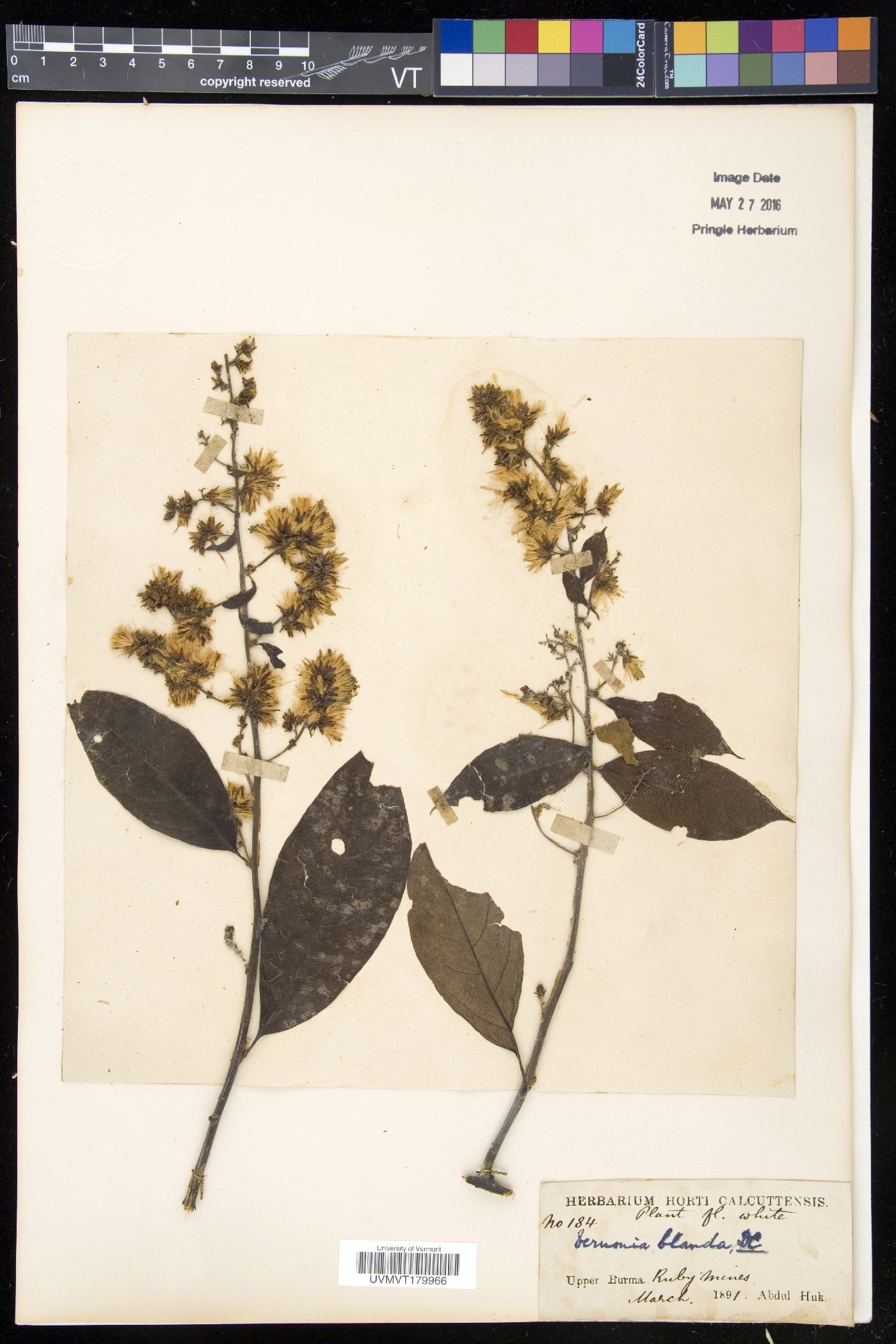 Decaneuropsis blanda image
