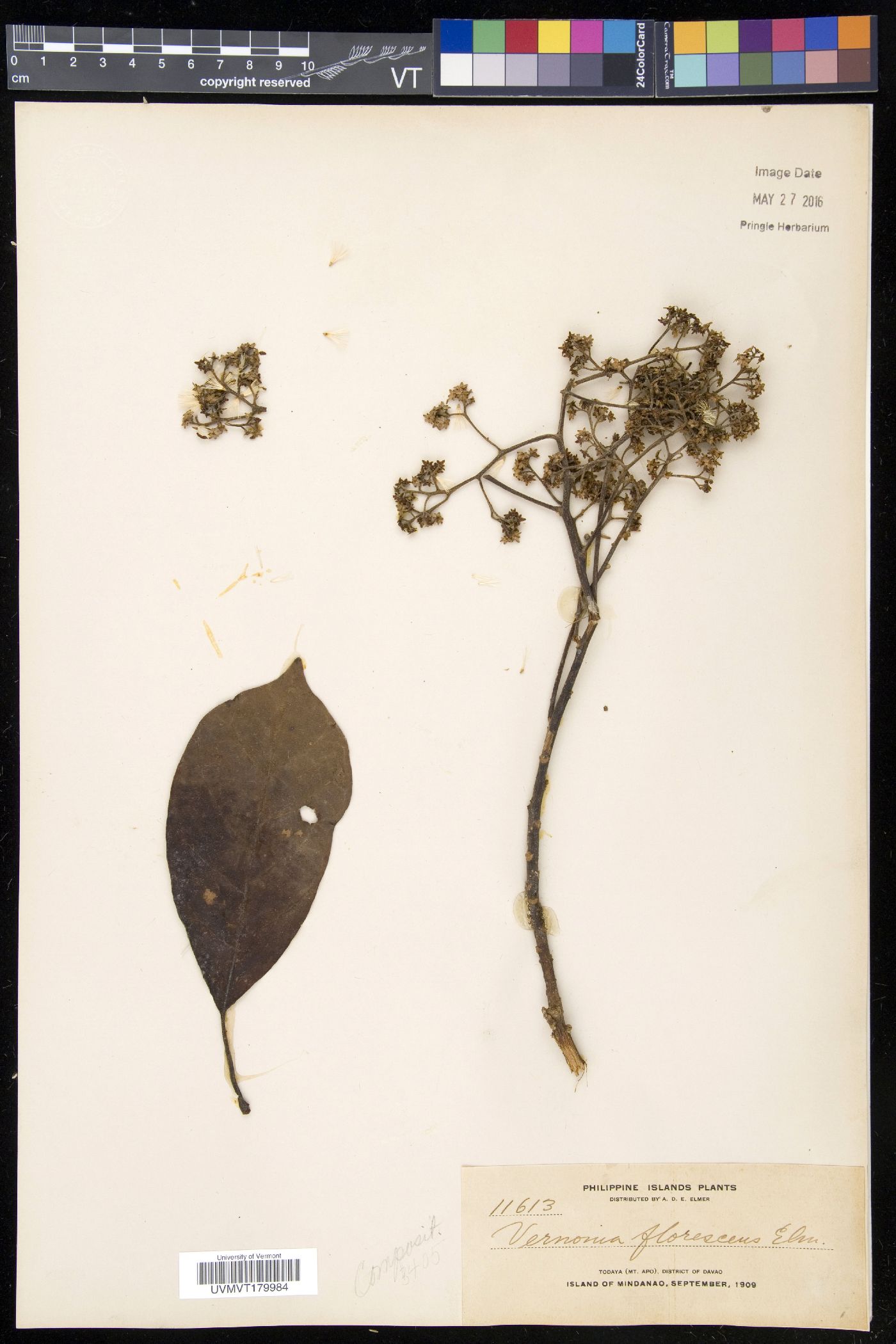 Strobocalyx arborea image