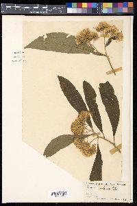 Gymnanthemum extensum image