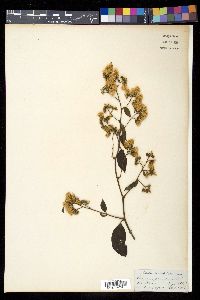 Vernonia scandens image